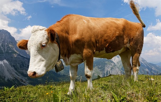 Matematický Dovolená instinkt kolik stojí krava roztomilý Triviální šperky