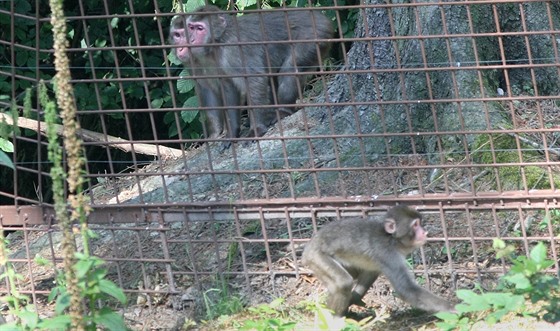 Z prchozího výbhu makak v olomoucké zoo krátce po otevení uprchlo nkolik...