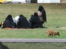 Obyvatelé Teplic opt demonstrativn venili své psy v anovském parku na...