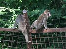 Z prchozího výbhu makak v olomoucké zoo krátce po otevení uprchlo nkolik...