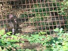 Z prchozho vbhu makak v olomouck zoo krtce po oteven uprchlo nkolik...