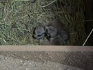 V Zoo Brno se narodila mláata surikat.