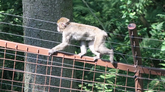 Z průchozího výběhu makaků v olomoucké zoo krátce po otevření uprchlo několik mláďat (na snímku při překonávání plotu). Zoo přitom výběh otevřela po velké rekonstrukci zaměřené na zlepšení zabezpečení.