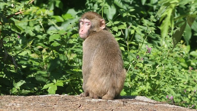 Z prchozho vbhu makak v olomouck zoo krtce po oteven uprchlo nkolik mlat. Zoo pitom vbh otevela po velk rekonstrukci zamen na zlepen zabezpeen.