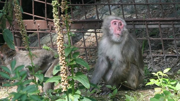 Z prchozho vbhu makak v olomouck zoo krtce po oteven uprchlo nkolik mlat. Zoo pitom vbh otevela po velk rekonstrukci zamen na zlepen zabezpeen.