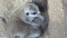 V Zoo Brno se narodila mláata surikat.
