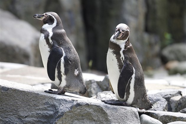 Tu��áci v pra�ské zoo