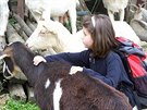 Dti si mohou kozy pohladit, dosplí si vyzkouí teba dojení.