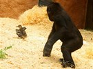 Kiburi honí Kevina po expozici, gorilí samice jen pihlíí.