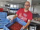 David Vortel ukazuje ve výrobn v Kamenici nad Lipou rybíz, ze kterého se...