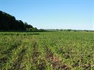 Růst kukuřice na utužené půdě na Hodonínsku: Intenzivní pěstování kukuřice pro...