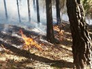 Rozsáhlý poár lesa u Dobíva na Rokycansku likvidují hasii z Plzeského a...