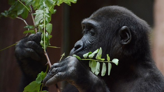 Kiburi si soustedn pochutnv na erstvch vtvch aktu. Ten je sice pro vtinu zvat jedovat, gorily ho ale mohou.