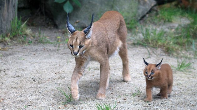 Soumrak budí „noční směnu“ v dvorské zoo. Ožívá hrabáč i cibetka - iDNES.cz