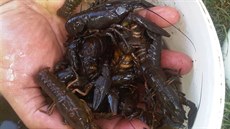 Hasi�i posílili potok v Po�í�í u Litomy�le novou vodou kv�li rak�m.