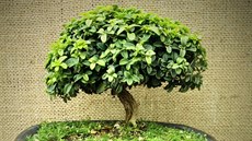 Kdy� se bonsaj povede, je to radost na první pohled.