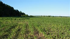 Růst kukuřice na utužené půdě na Hodonínsku: Intenzivní pěstování kukuřice pro...
