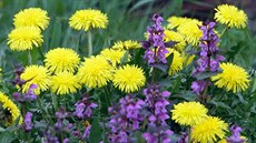 Ilustra�ní snímek