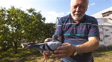 Zachránný potovní holub s oznaením 583 a jeho majitel Jaroslav Hrubý.
