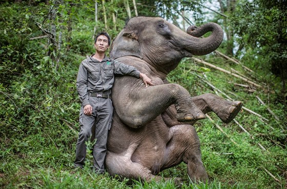 Sloni indití jsou v ín od roku 1997 chránným druhem.