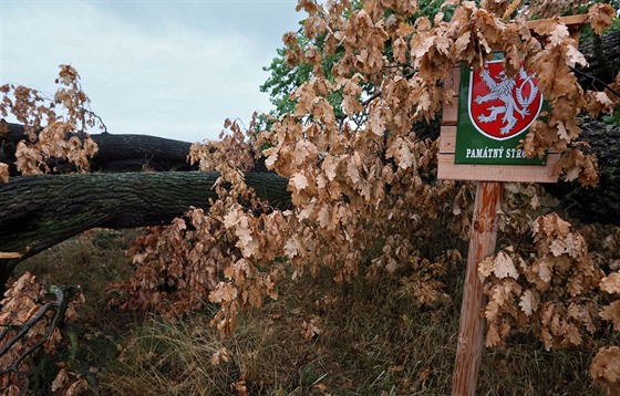 Torzo památného dubu letního, který stával ti století nedaleko od Krapic na...