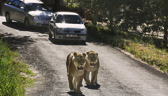 Lví safari ve Dvoře Králové je jedním z mála míst v Evropě, kde mohou lidé...