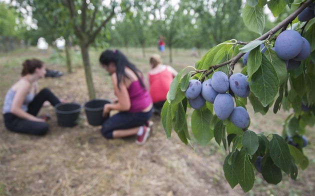 Pěstitelé zvažují, zda vůbec sklízet ovoce. Kupce shánějí jen obtížně