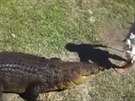 Bredl láká krokodýla na potravu.