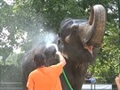 V libereck zoo chlad ve vedrech slonice vodou z hadice