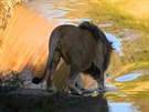 Lev se vydává na druhou stranu eky u vodopádu nedaleko Vosburgu v Jihoafrické...