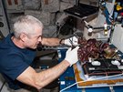 Steve Swanson z Expedice 39 s první várkou salátu vypstovanou na ISS v roce...