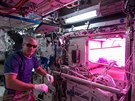 Steve Swanson v roce 2014 na ISS ped systémem Veggie-1