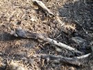 Uhynulé psy nala zahrabané v hnoji veterináka Marie Dobrovolná.