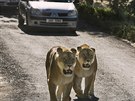 Lv safari ve Dvoe Krlov je jednm z mla mst v Evrop, kde mohou lid...