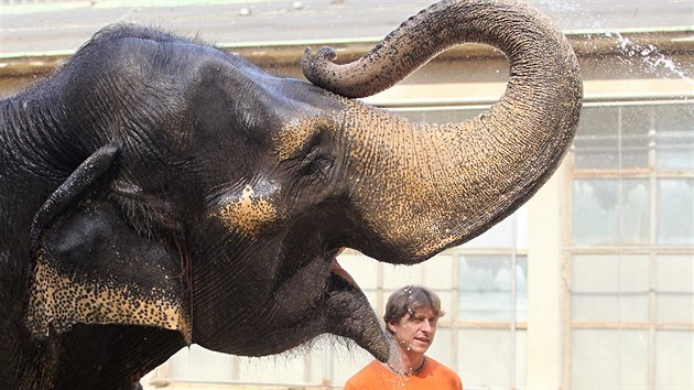 Indičtí sloni patří v liberecké zoo ke zvířatům z teplých oblastí.
