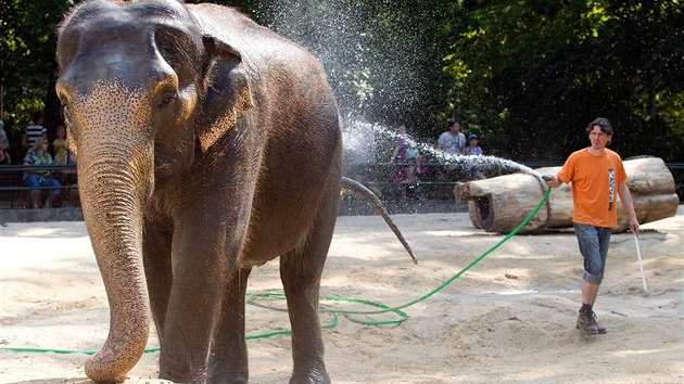 V normálním počasí předvádějí ošetřovatelé cvičení slonů, nyní ho ale omezují.