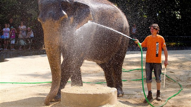Ve vedrech by v případě slonů nešlo o cvičení, ale spíše o mučení.