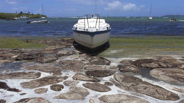 Moře vyplavuje na karibské pláže enormní množství vodních řas. Masa rozkládajících se rostlin ohrožuje turismus i životní prostředí (8. srpna 2015).
