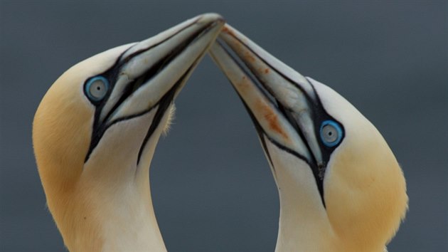Terejové bílí tvoří dominantní populaci ptáků na mysu „Dlouhá Anna“ na ostrově Helgoland.