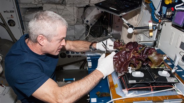 Steve Swanson z Expedice 39 s první várkou salátu vypěstovanou na ISS v roce 2014. Tehdy astronauti salát zabalili a poslali zpět na Zemi.