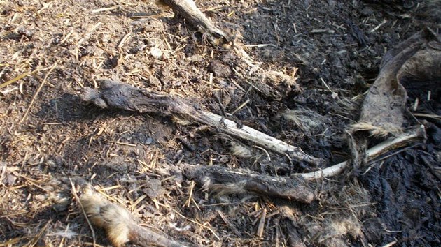 Uhynul psy nala zahraban v hnoji veterinka Marie Dobrovoln.