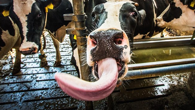 Krávy musí pít kohoutkovou vodu.