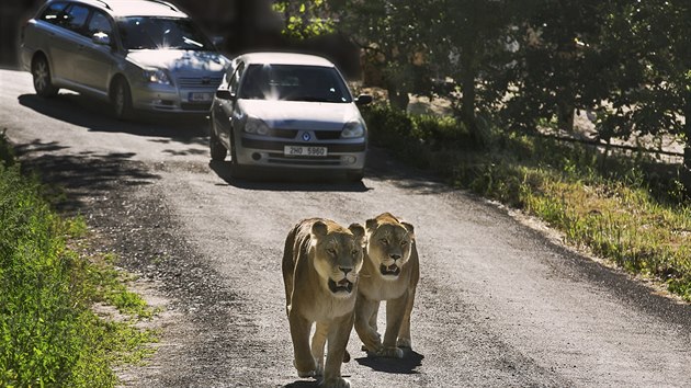 Lví safari ve Dvoře Králové je jedním z mála míst v Evropě, kde mohou lidé projíždět kolem lvů.