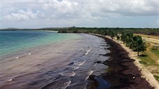 Moe vyplavuje na karibské pláe enormní mnoství vodních as. Masa...