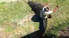 Rob Bredl a jeho jízda na p�timetrovém krokodýlovi mo�ském