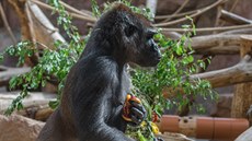 Gorilí samice Bikira onemocnla covidem