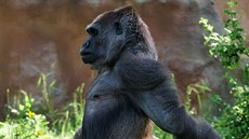Gorilí samice Bikira onemocněla covidem