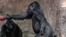 Gorilí samice Bikira onemocněla covidem