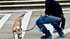 Nkdo sbírá, nkdo bohuel ne. Ani po vytvoení registru psí DNA nedokáou ve...