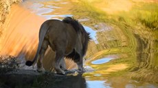 Lev se vydává na druhou stranu �eky u vodopádu nedaleko Vosburgu v Jihoafrické...